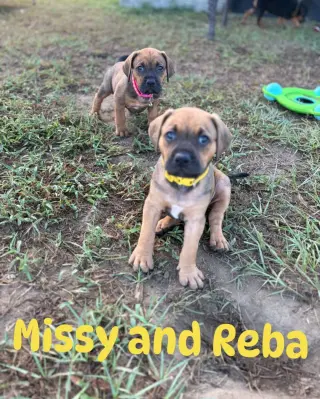 Missy