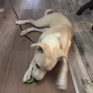 PEARL  (LOWER FEE, IN PA)
