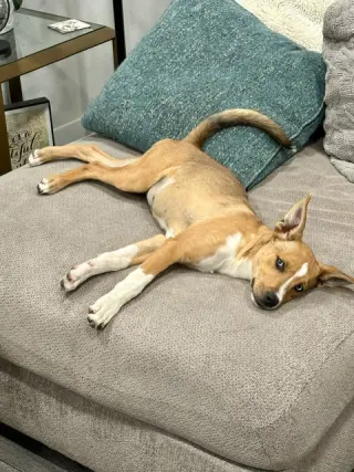 Foxy Roxy!!