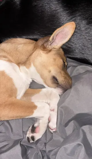 Foxy Roxy!!