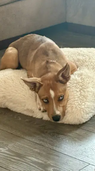Foxy Roxy!!