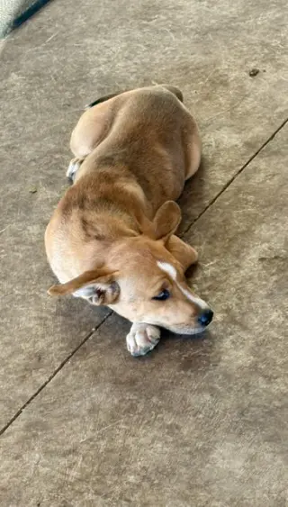 Foxy Roxy!!