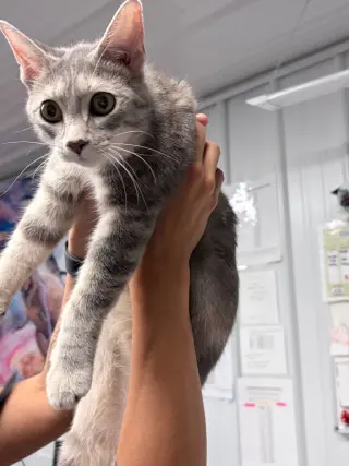 Duchess