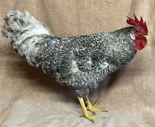 Edward Scissor Beak
