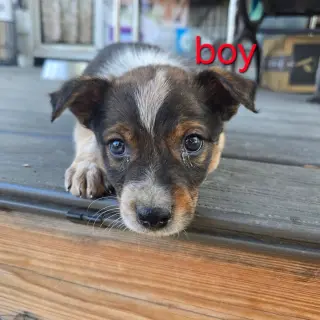 Chip