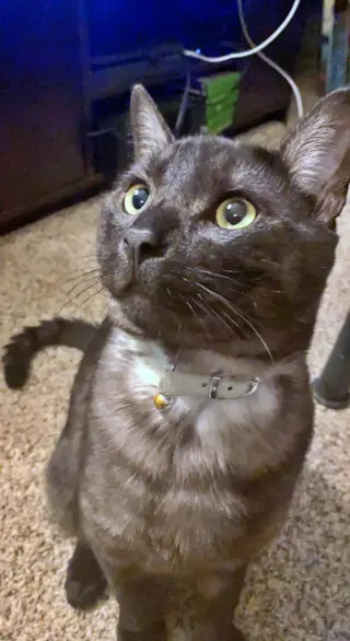 MOCHI #2022 - Offered by Owner - Solo Pet