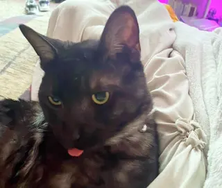 MOCHI #2022 - Offered by Owner - Solo Pet