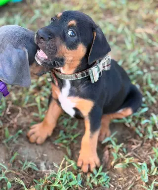Bocephus