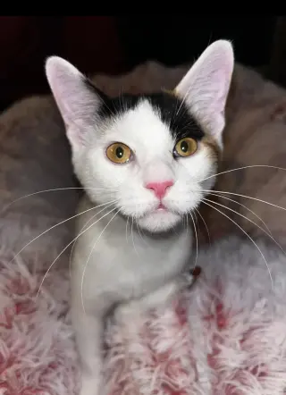 Esther
