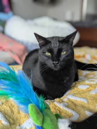 Monty (Bonded with Winkie)
