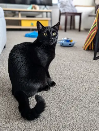 Monty (Bonded with Winkie)