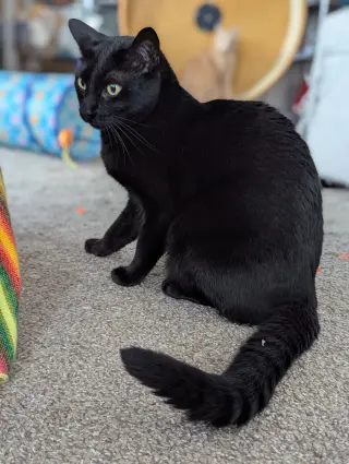 Monty (Bonded with Winkie)