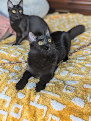 Mira (Bonded with Miya)