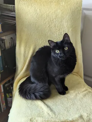 Mira (Bonded with Miya)