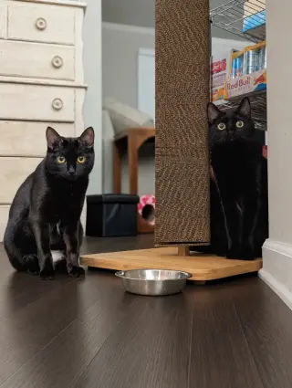 Mira (Bonded with Miya)