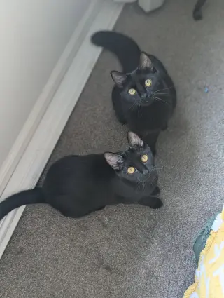 Mira (Bonded with Miya)