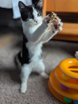 Bubbles (Shoulder kitten)