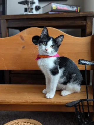 Bubbles (Shoulder kitten)