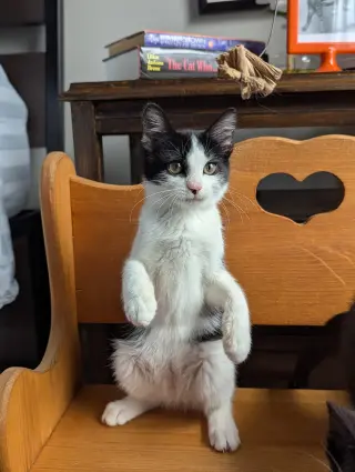 Bubbles (Shoulder kitten)