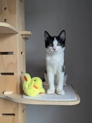 Bubbles (Shoulder kitten)