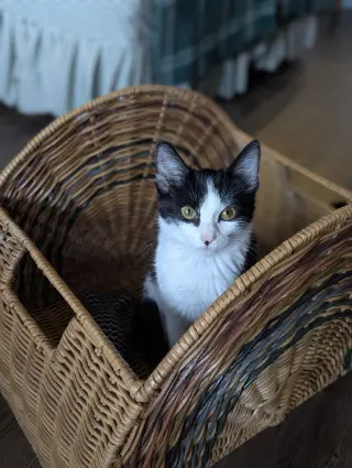 Bubbles (Shoulder kitten)