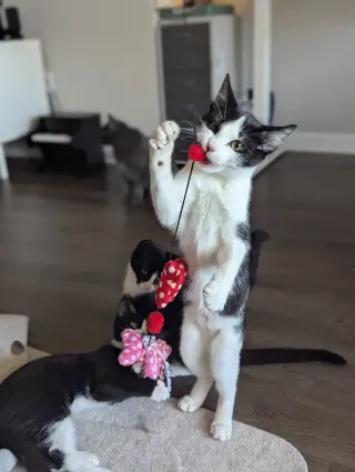 Bubbles (Shoulder kitten)