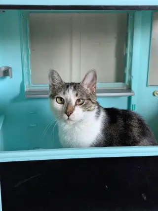 Buttercup (Pure Sugar)
