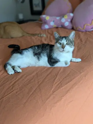 Buttercup (Pure Sugar)