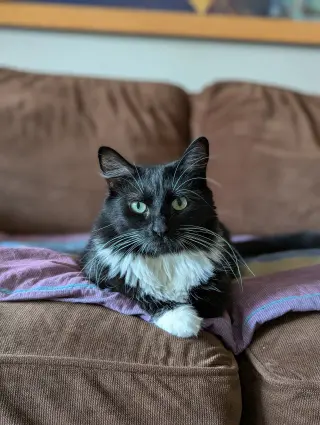Powerpuff (Tiny but mighty)