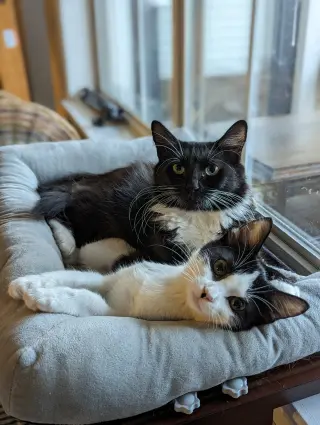 Powerpuff (Tiny but mighty)