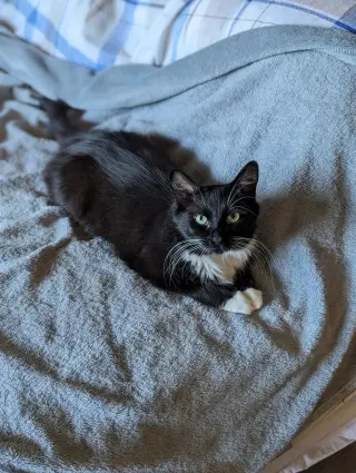 Powerpuff (Tiny but mighty)