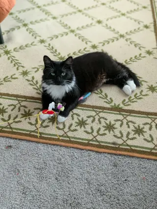 Powerpuff (Tiny but mighty)