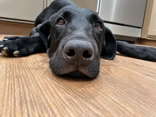 Brady