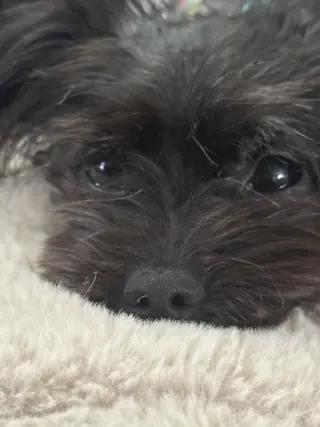 Kibble