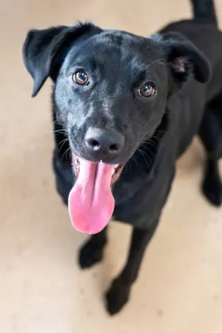 Pita