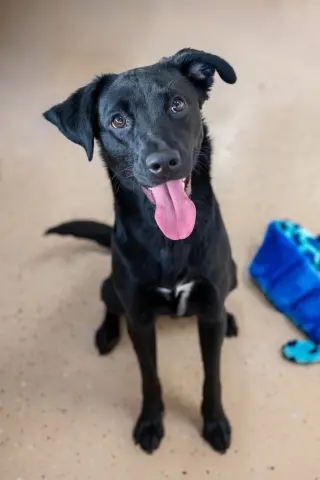 Pita
