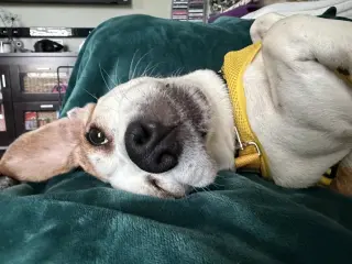 Bea