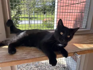 Ronnie