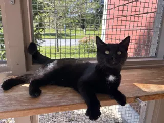 Ronnie