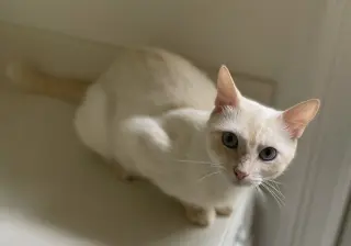 Crème Brulee