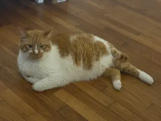 Biscuit