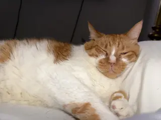 Biscuit