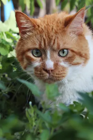 Biscuit