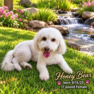 HONEY BEAR – 1 YEAR FEMALE MALTIPOO