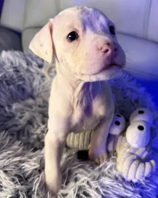 Giacomo