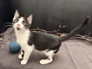 Slugger