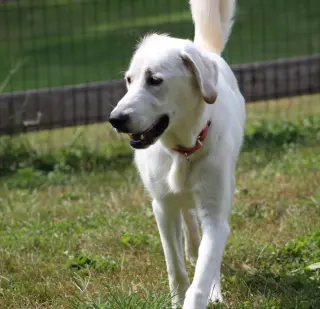 Looney Tunes : Penelope