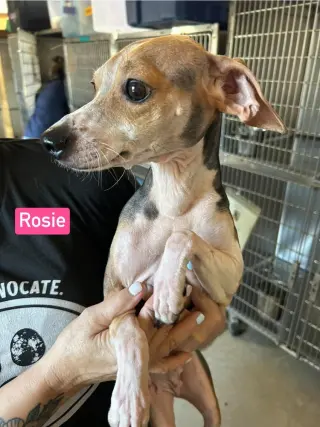 SF Rosie