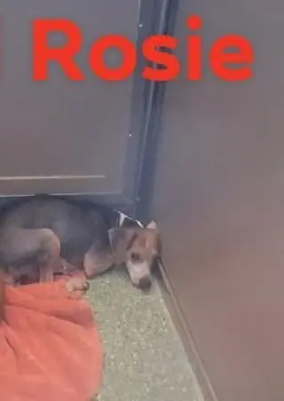 SF Rosie