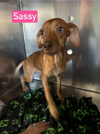 SF Sassy